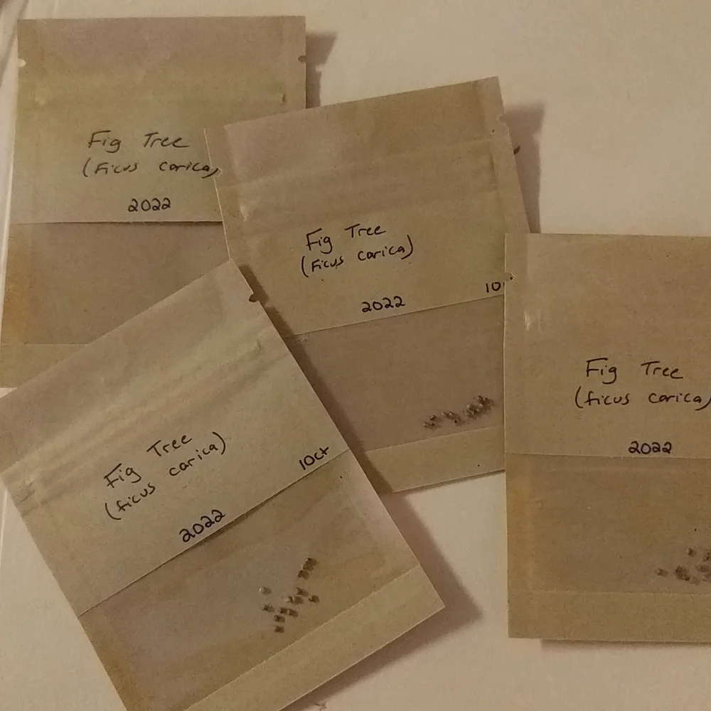 Fig Tree Seeds - Picture 3 of 4